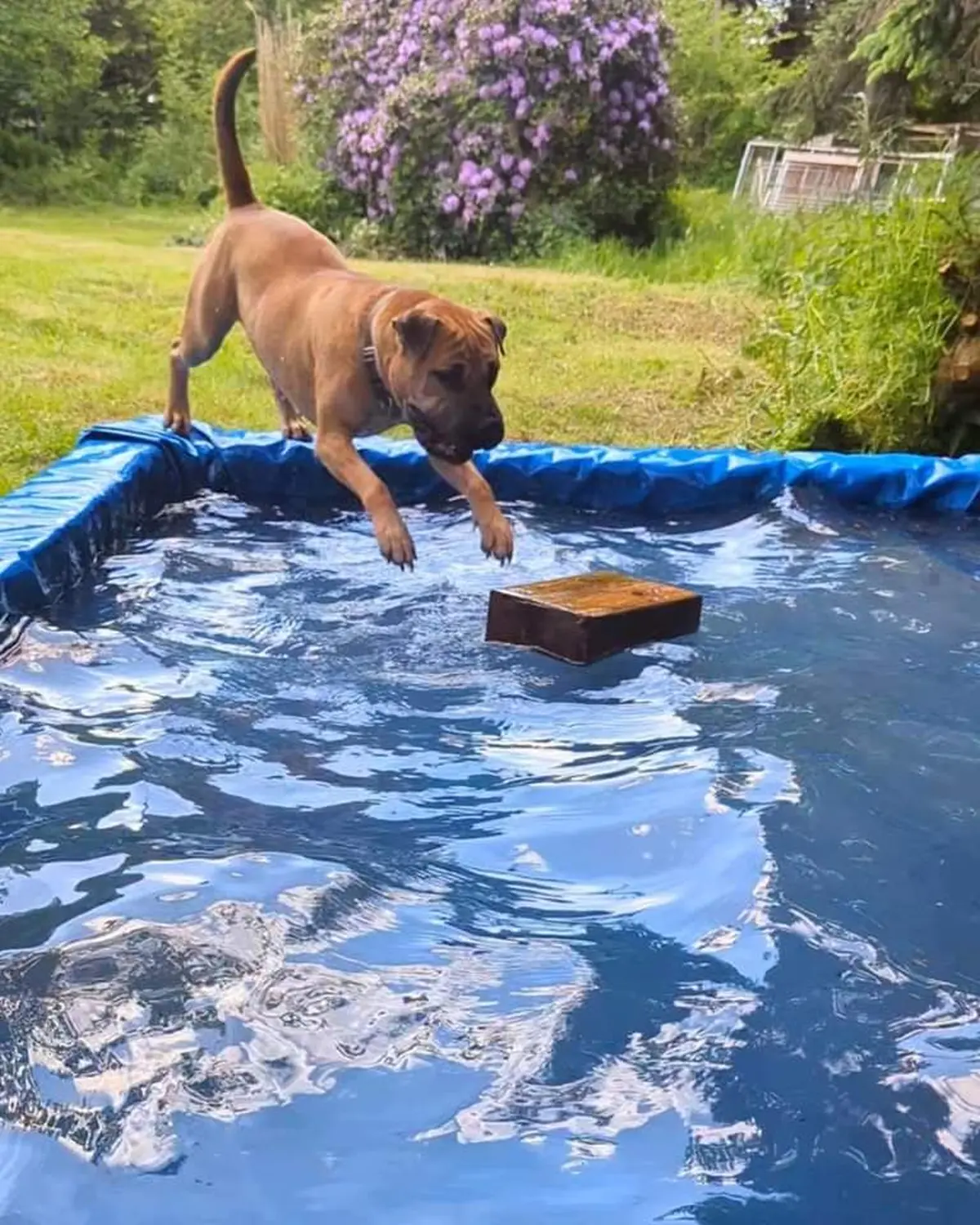 Hund spielt von canis connection