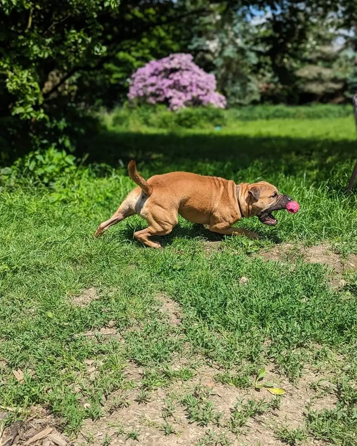 Hund spielt von canis connection