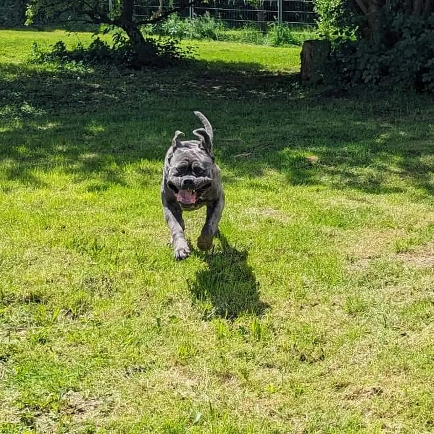 Hund spielt von canis connection