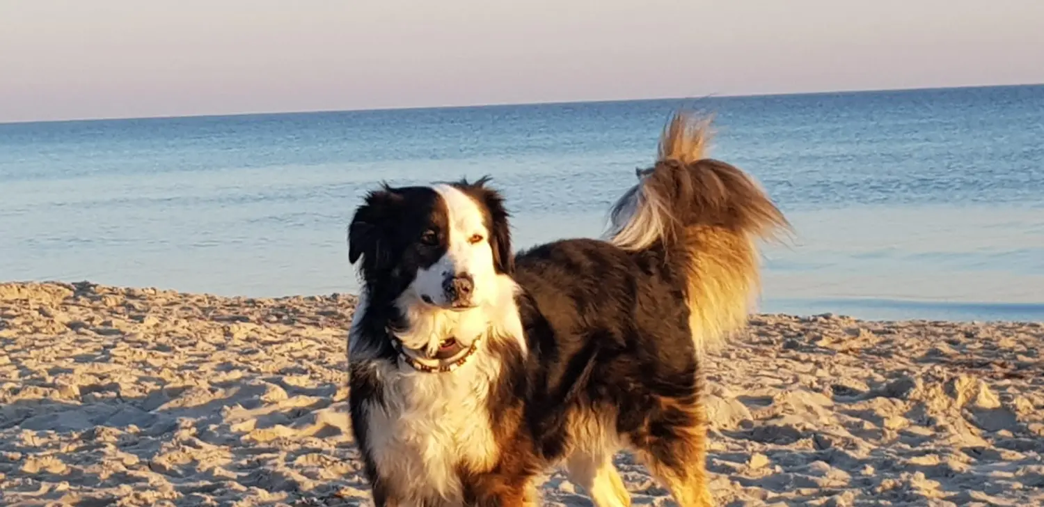 Hund am Strand von canis connection