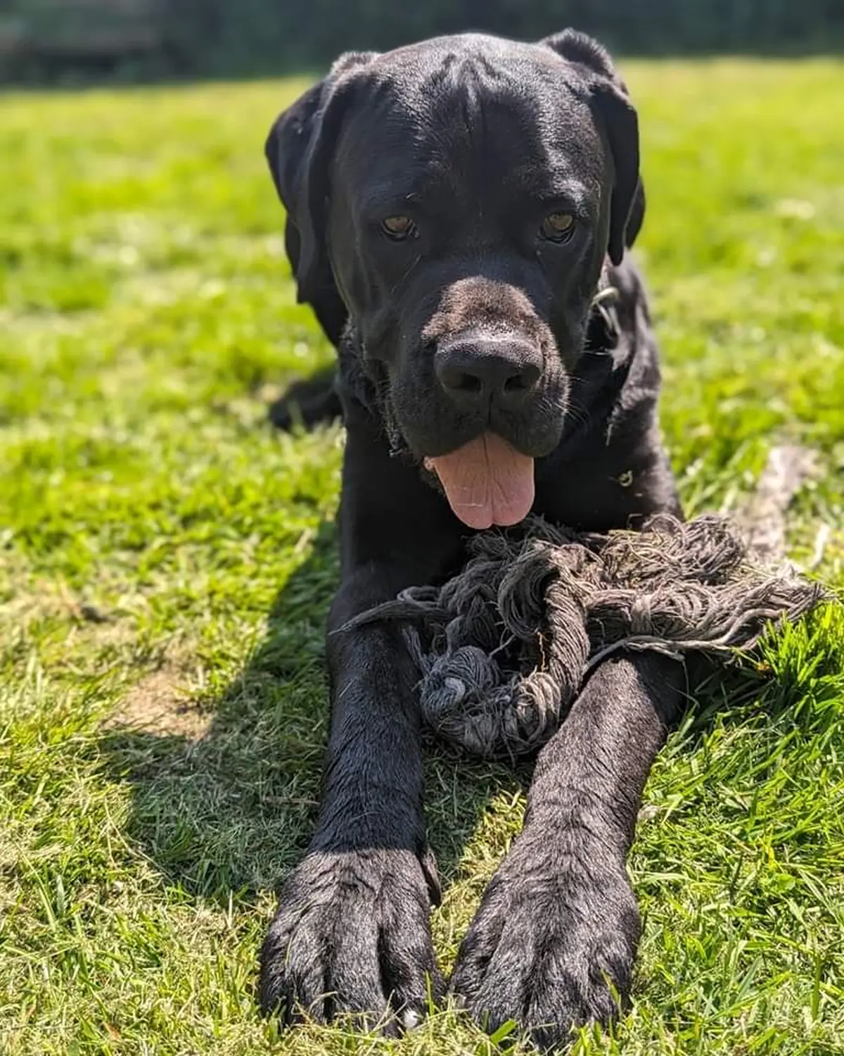 Hund von canis connection