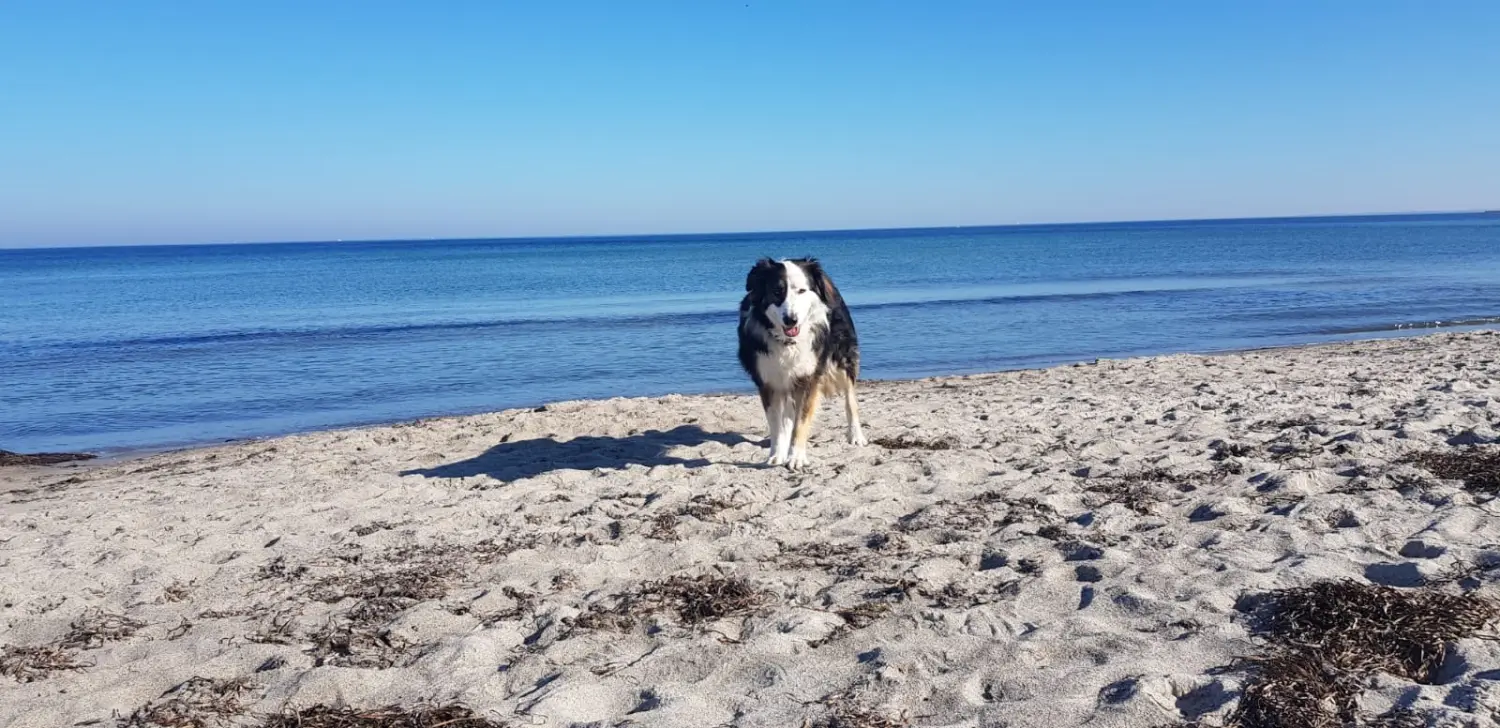 Hund am Strand von canis connection