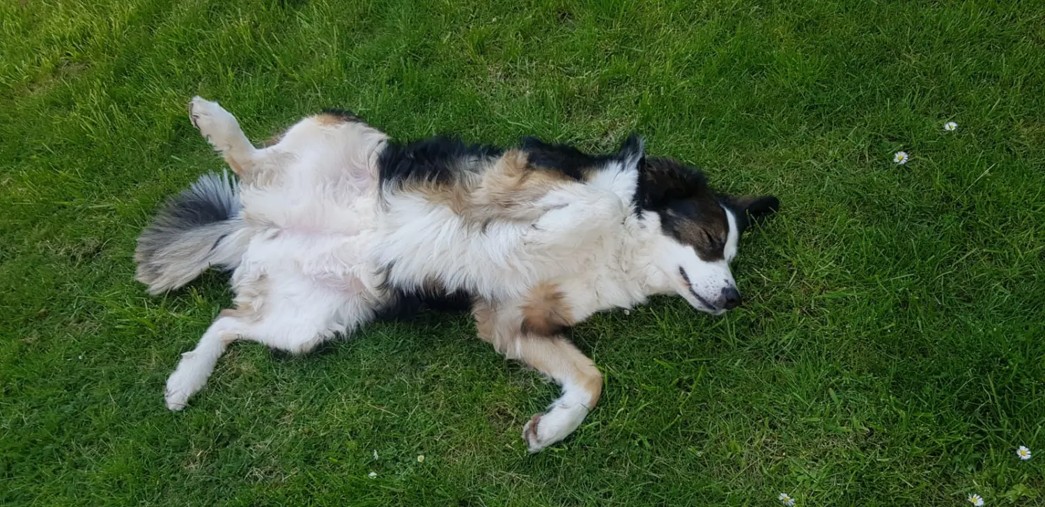 Hund schläft im Gras von canis connection