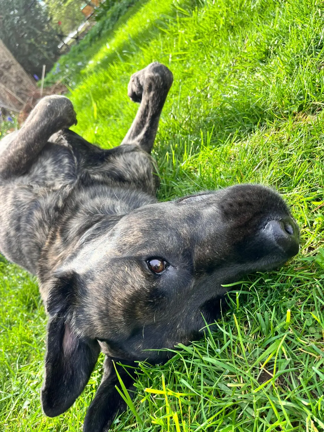 Ein Hund liegt im Gras von canis connection