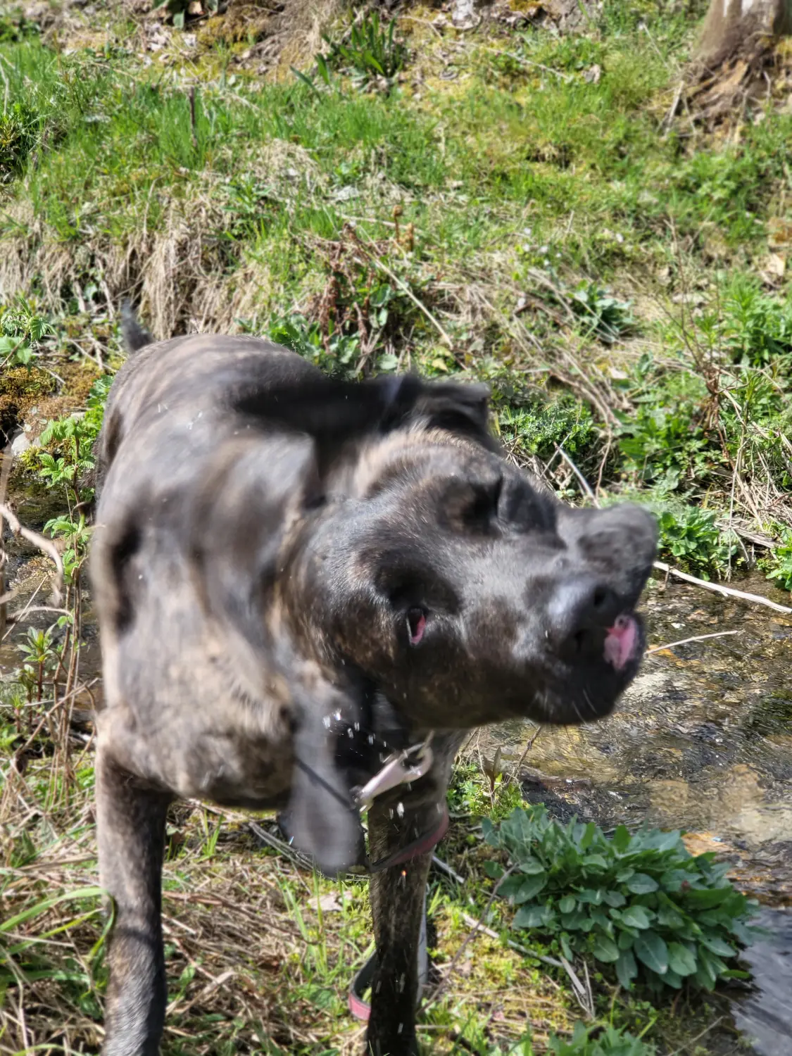 Hund von canis connection