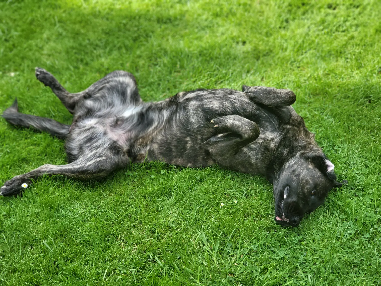 Ein Hund liegt im Gras von canis connection