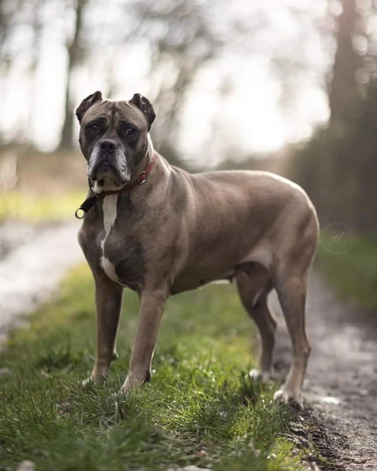 Hund von canis connection