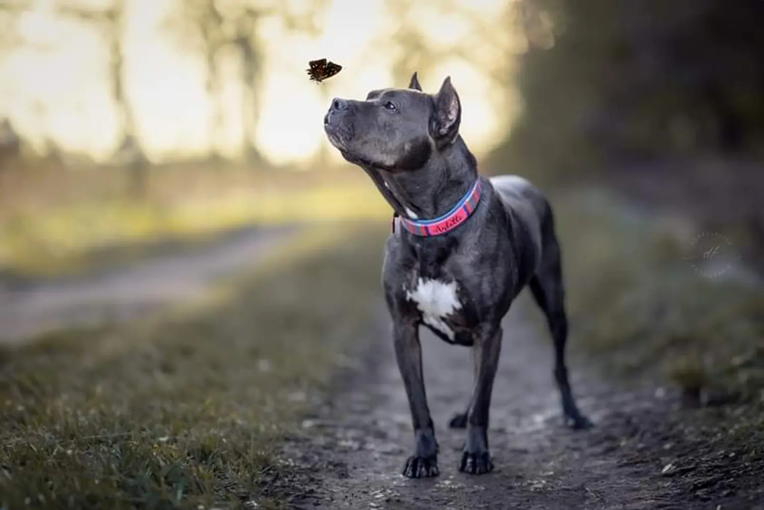 Hund von canis connection