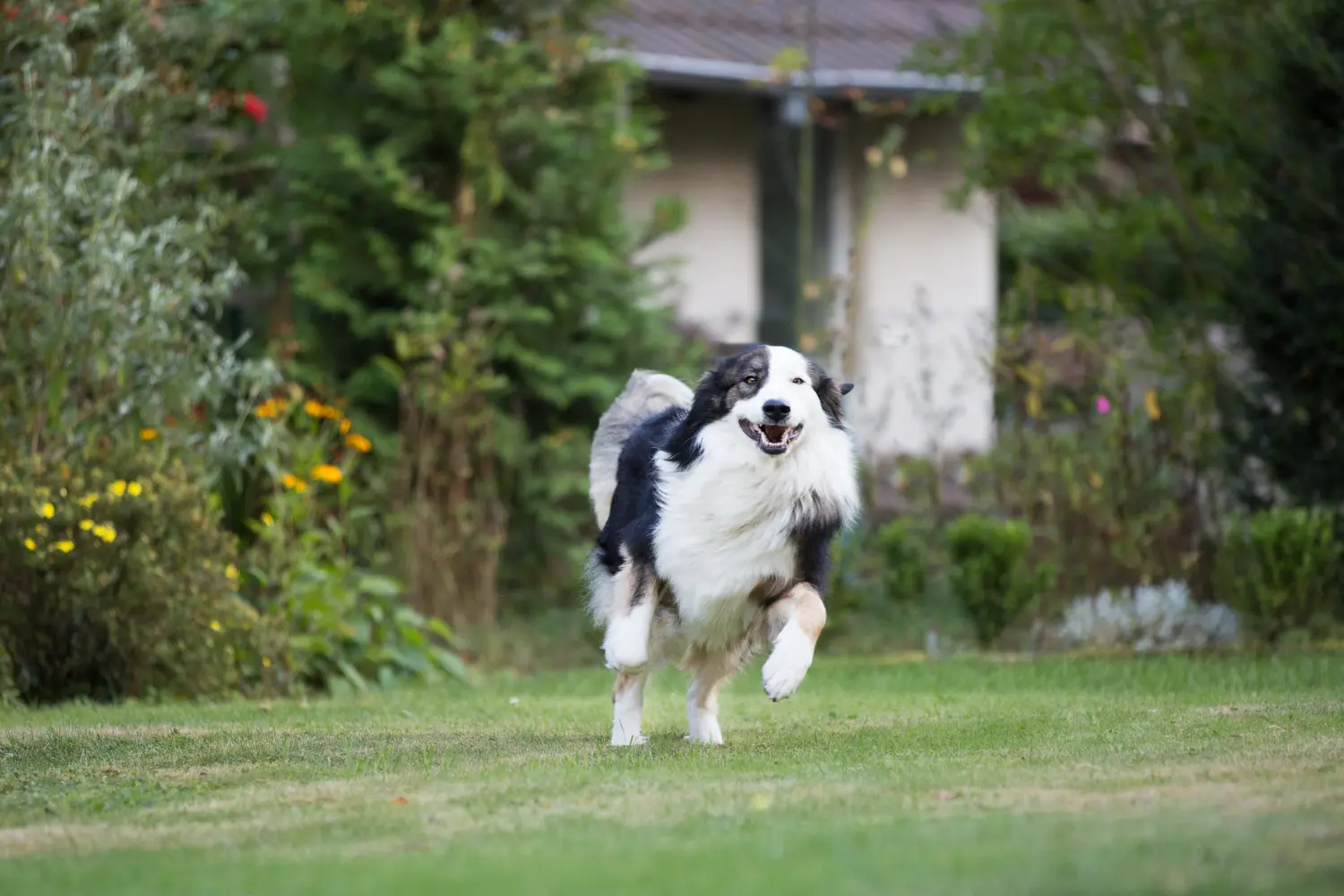 Hund von canis connection