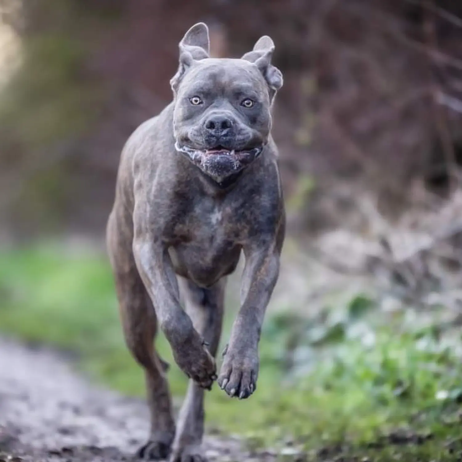 Hund von canis connection