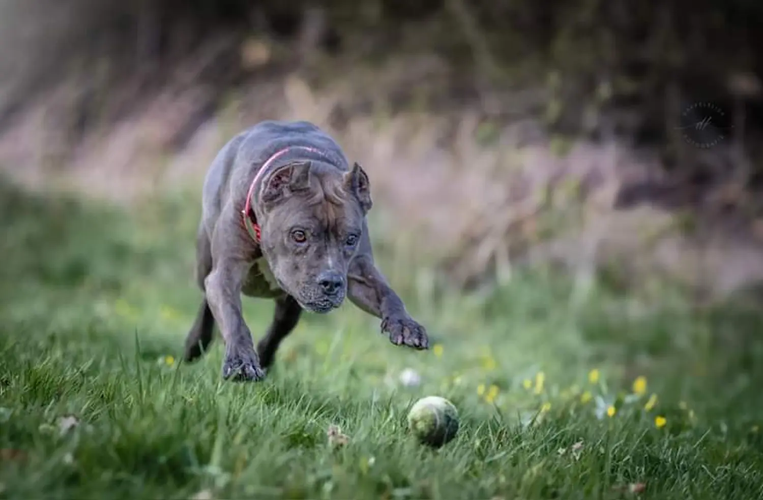 Hund spielt von canis connection