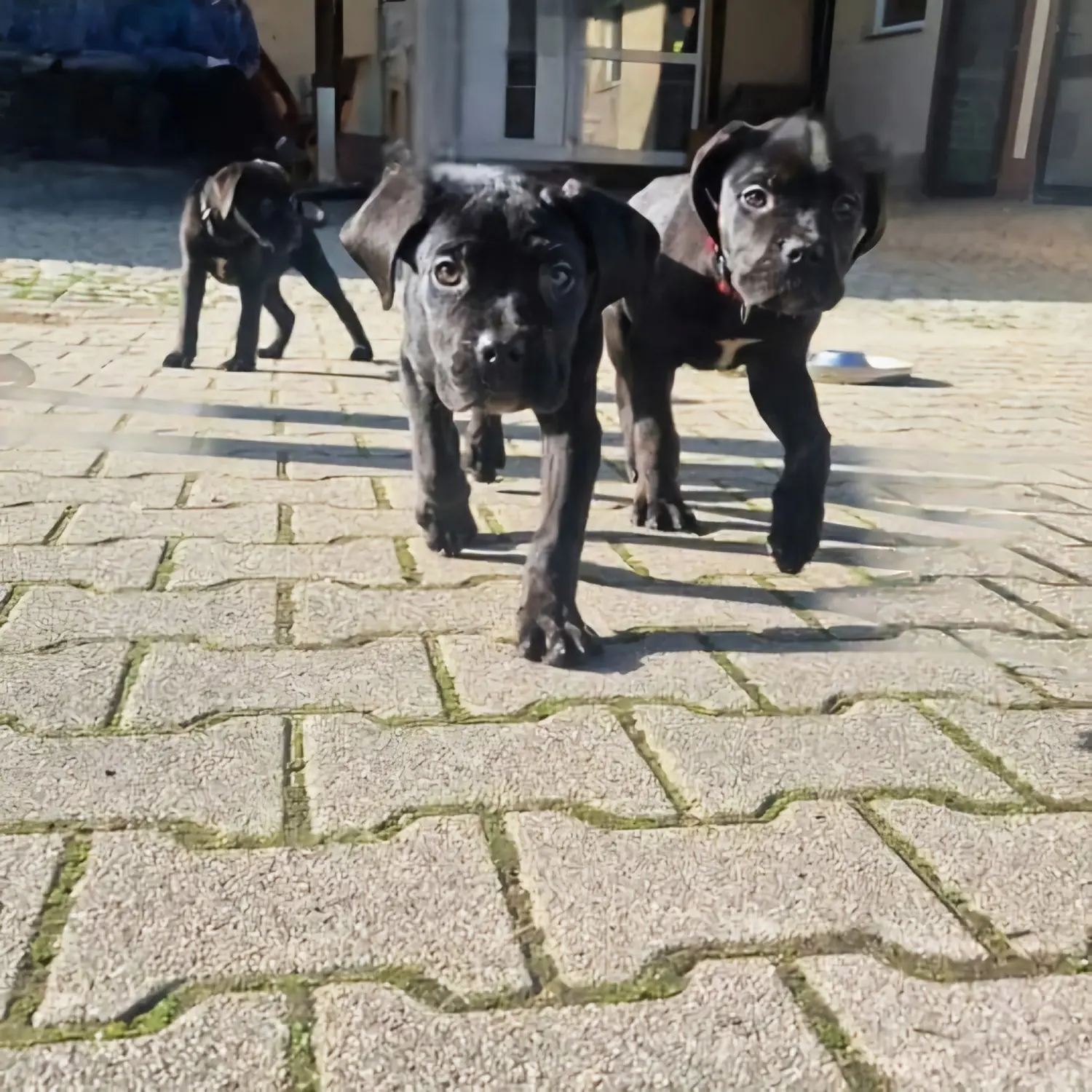 Hund spielt von canis connection