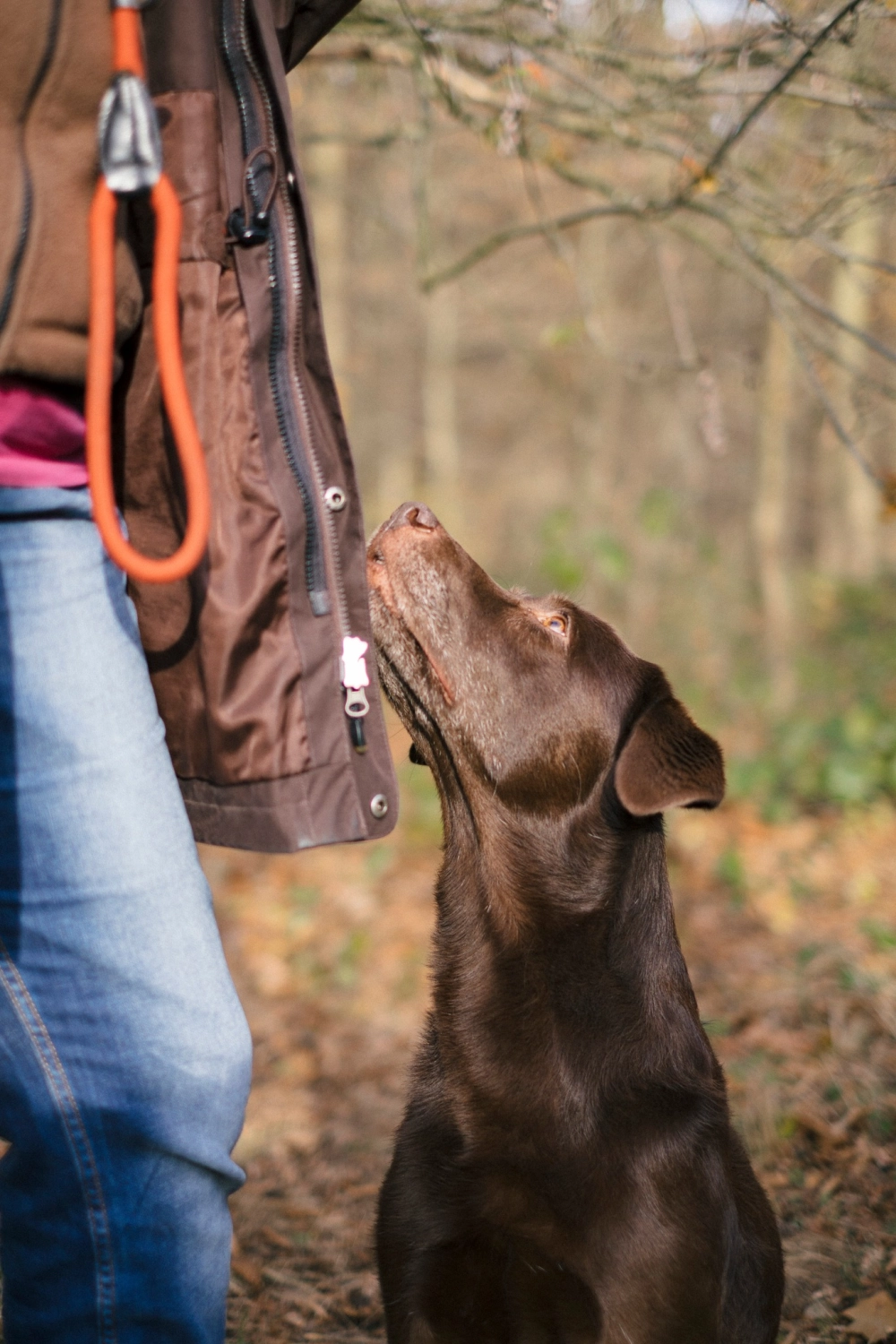 Hund spielt von canis connection