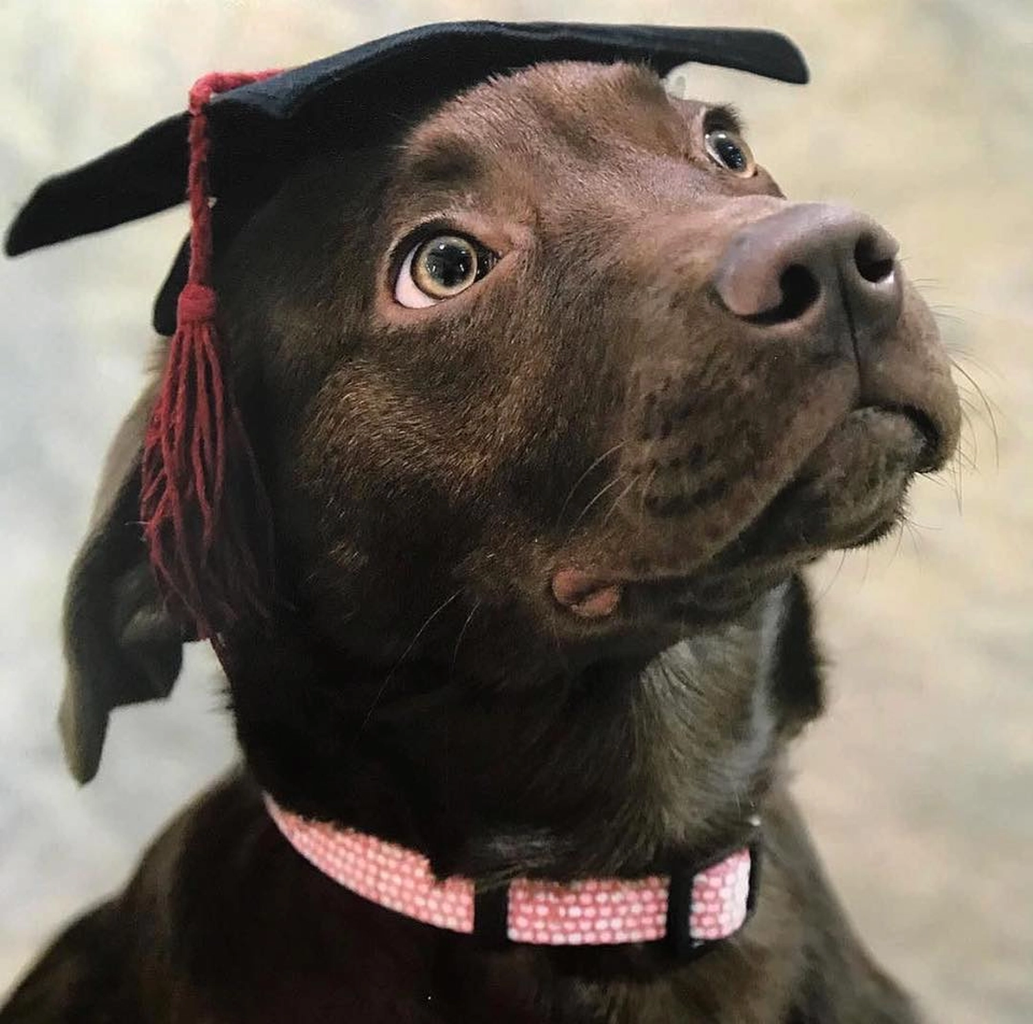 Hund spielt von canis connection